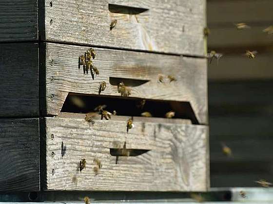 otevřít: Moderní přístup k včelařství není pro včelky zcela přirozený. Vraťme včely do přírody