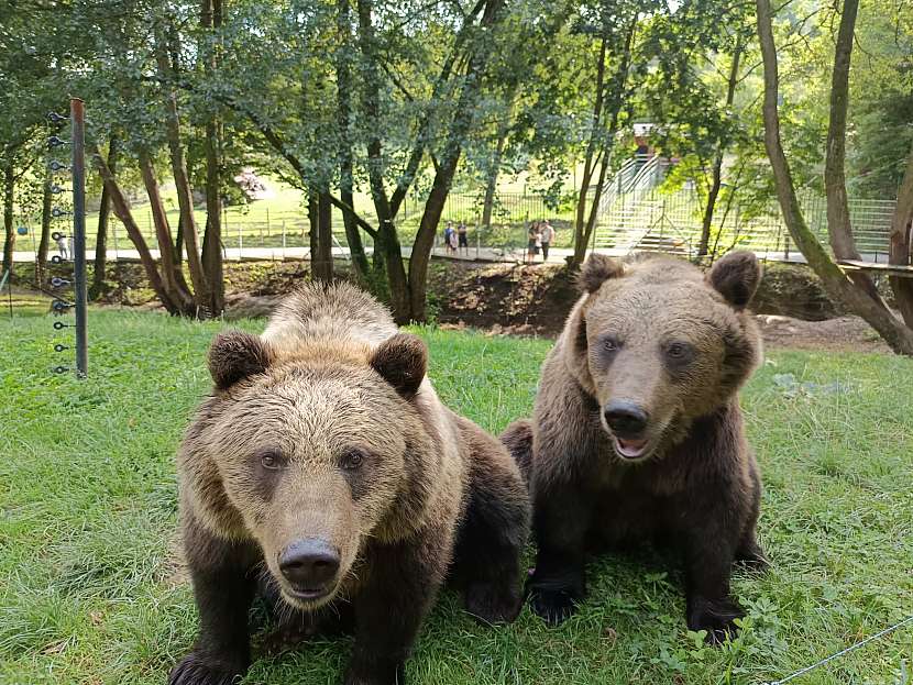 Prvními obyvateli krkonošského výběhu se stali medvědí dvojice Alica a Michal