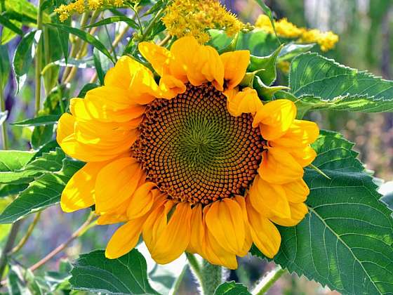 Veselé slunečnice se loučí s létem