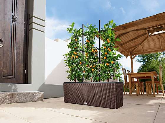 Na balkoně vypěstujete ovoce, zeleninu i bylinky. Kterým se tam bude dařit nejlépe?