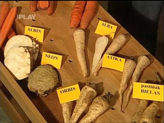 Výběr kořenové zeleniny podle typu půdy