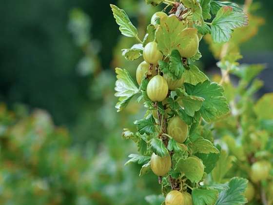 Americké padlí na angreštu