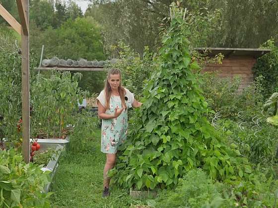 Pěstování na trelážích