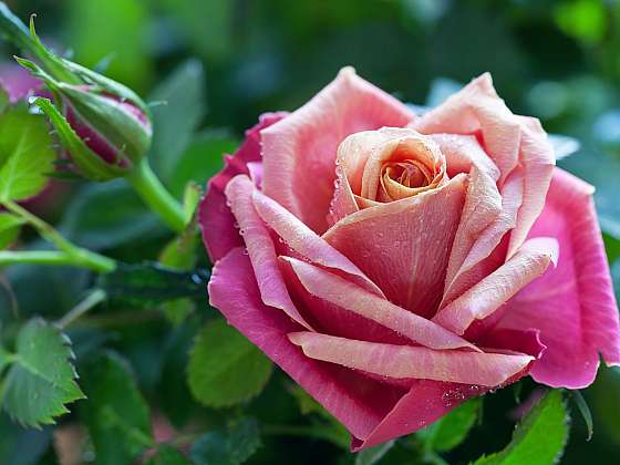 Správně ošetřené růže se nám odvděčí nádherným květenstvím