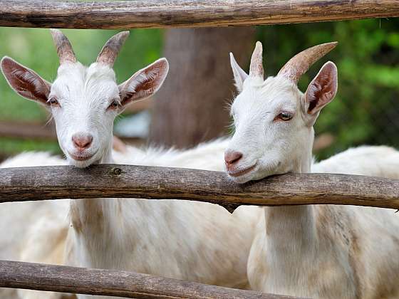 otevřít: Z obyčejného mléka superpotravina: jak si doma vyrobit dokonalou kysanku