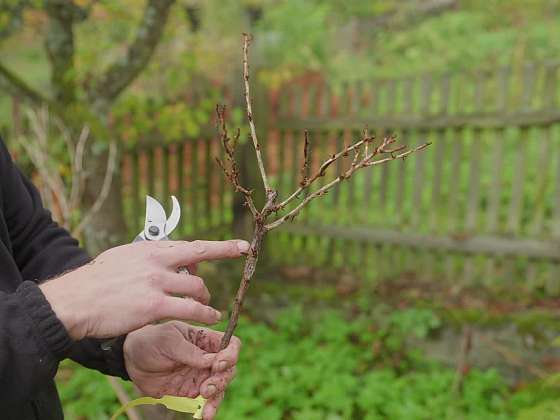 Výsadba stromkových rybízů do polostínu 
