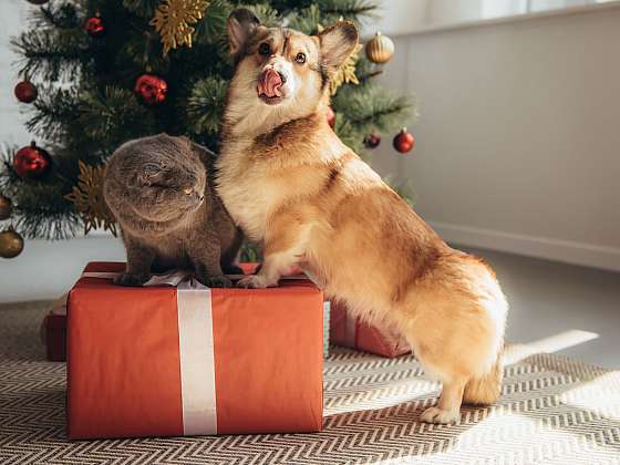 Otevřít: Udělejte Vánoce i svým mazlíčkům, nezapomeňte na ně s dárky
