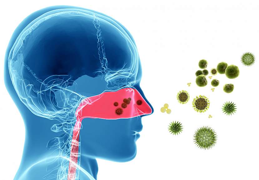 Alergeny na nosní sliznici