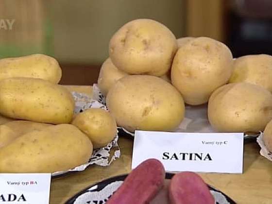 Slizeň brambor a jejich odrůdy