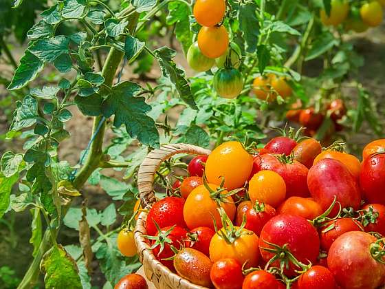 Jak zajistit velkou úrodu rajčat? Osvědčené rady pro začátečníky i pokročilé