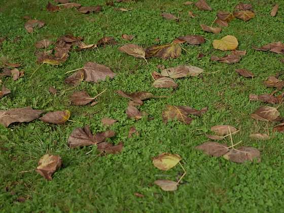 Co se zahradním odpadem