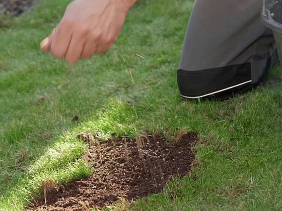 Trávník před zimou