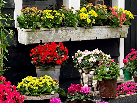 Jak můžete vyzdobit balkon méně tradičními květinami: Brambořík a kalanchoe