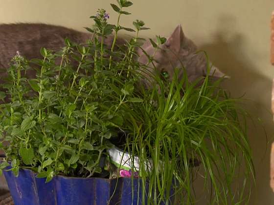 Kočka mezi bylinkami.