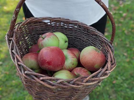 Jablka sušená mrazem