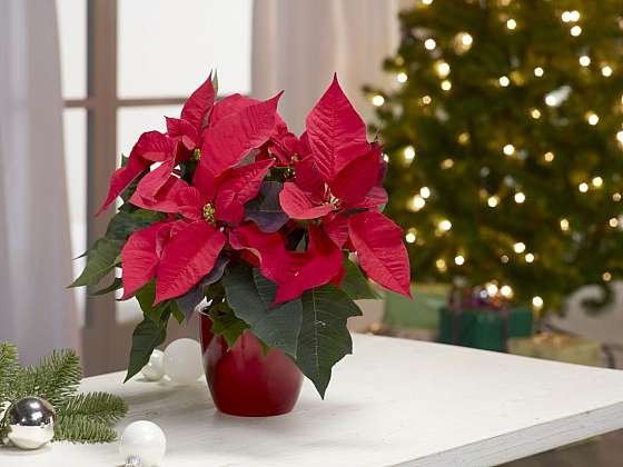 Mezi nejkrásnější vánoční dekorace patří živé květy