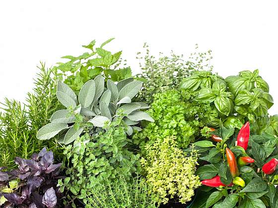 Zkuste si vypěstovat bylinky vhodné do omáček