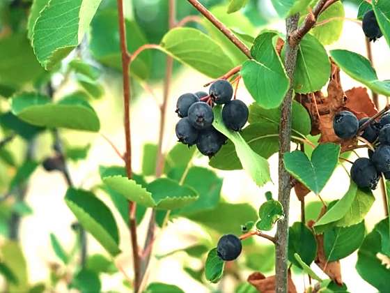 Pěstování muchovníku