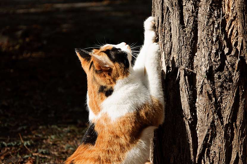 Kočka škrábe strom