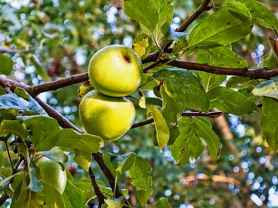 otevřít: Právě teď je potřeba ochránit ovocné stromy proti přezimujícím škůdcům