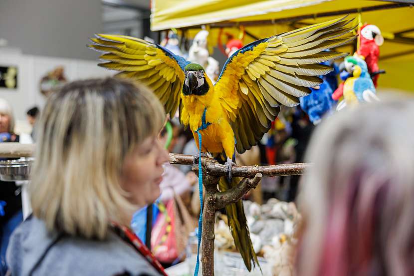 První dubnový veletrh potěší chovatele domácích mazlíčků, FOR PETS tradičně nabízí široký sortiment chovatelských potřeb pro domácí zvířata