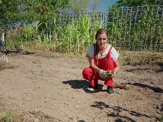 Pěstování jahod v 3letém režimu