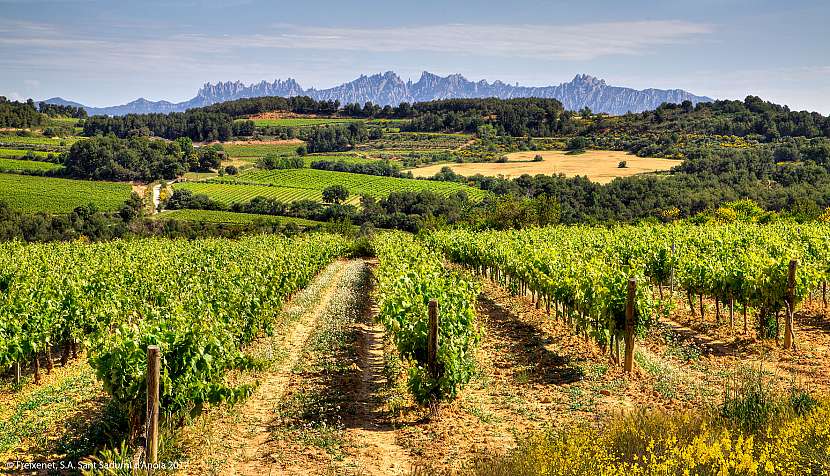 Většina produkce cavy pochází z oblasti Penedès