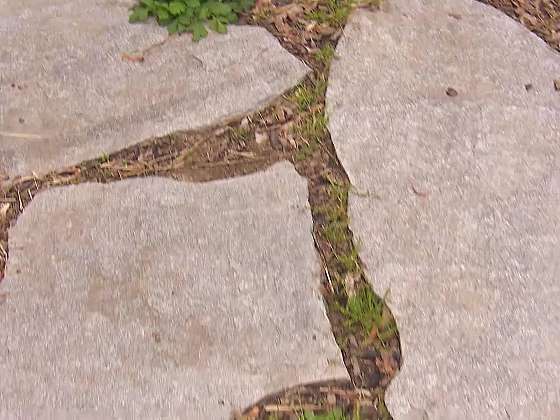 Čím a jak osázet zahradní chodníčky z nášlapných kamenů