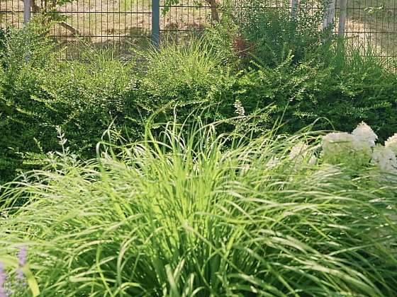 Stálezelené dřeviny