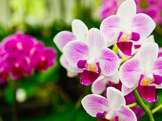 Orchideje, překrásné květiny do vaší okrasné zahrady