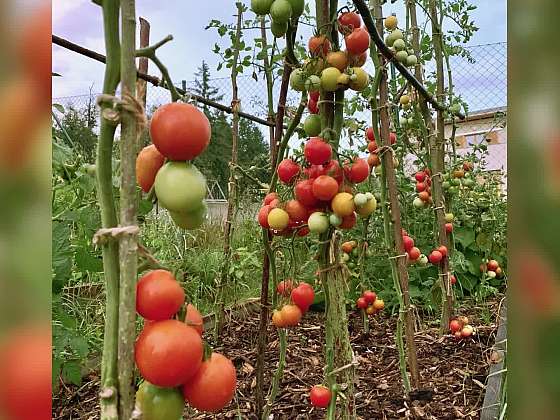 Jaké jsou odrůdy rajčat a jak se od sebe liší?