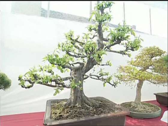 Sbírka japonských stromků
