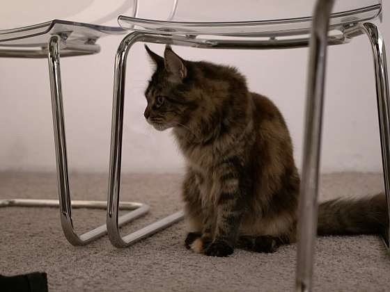 Kočka pod stolem.