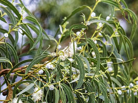 Eucalyptus globulus: Hospodářsky významný blahovičník z australských lesů