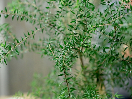 Rostlina kajeput a tea tree olej: Víte, co mají společného?