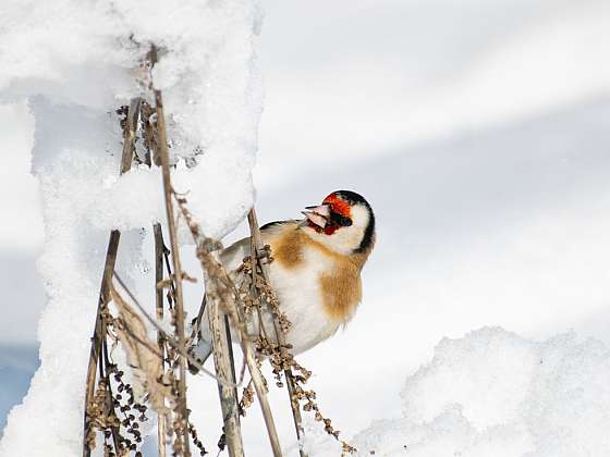 Které rostliny na vaší zahradě poskytnou ptákům v zimě potravu?