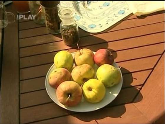 Zpracování padaných jablek