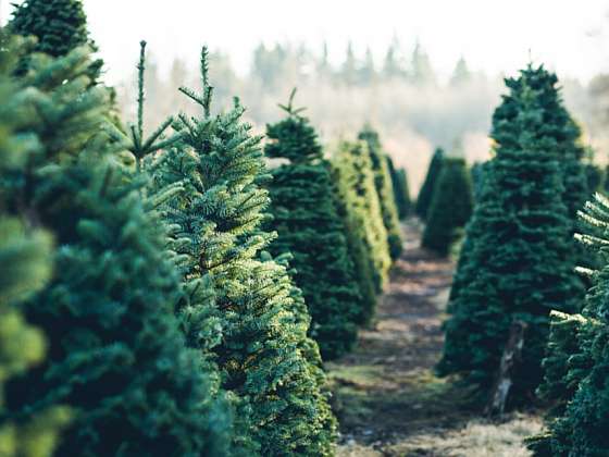 Začínají se prodávat vánoční stromky. Víte, na co si dát při nákupu pozor?