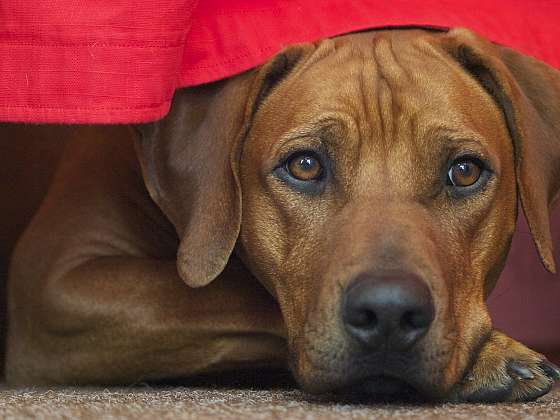 Rhodéský ridgeback je zvíře důstojné vzhledem i povahou: Chytrý PAN pes