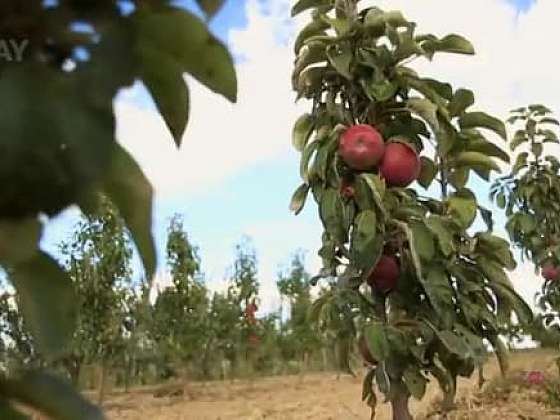 Výhody sloupovitých jabloní