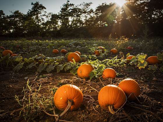 Podzim na Farmě Hanč ve Vraňanech je ve znamení dýní a brambor