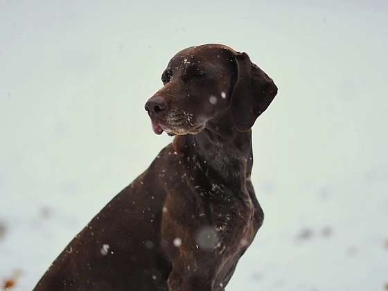 Psí mýty pod lupou: Co je pravda a co jen zažité omyly