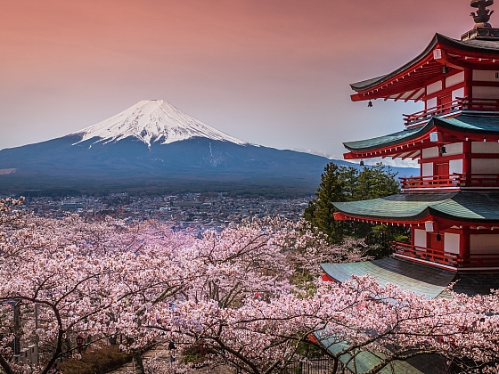 Sakura čili okrasná třešeň je skutečnou okrasou