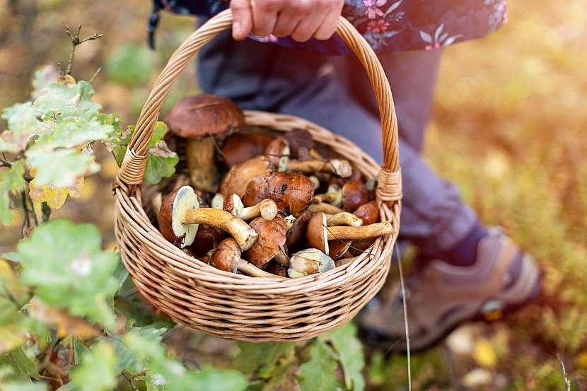 Do lesa musíte vyrazit s dostatečně velkým košíkem