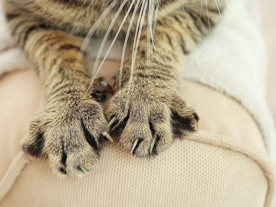 Otevřít článek/video: Jak odnaučit kočku škrábat nábytek?