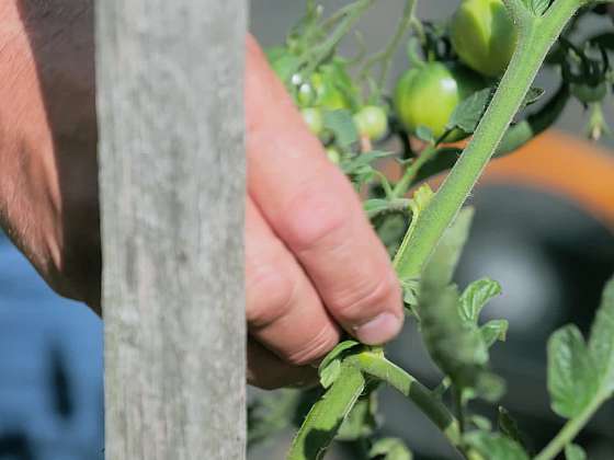 Vyštipování listů rajčat