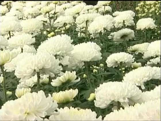Pěstování velkokvětých chryzantém