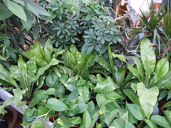 Otevřít: Pokojové rostliny vyžadují péči i v zimě