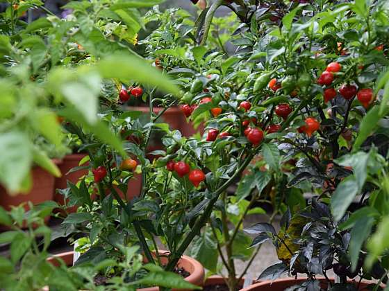Vypěstujte si vlastní chilli papričky