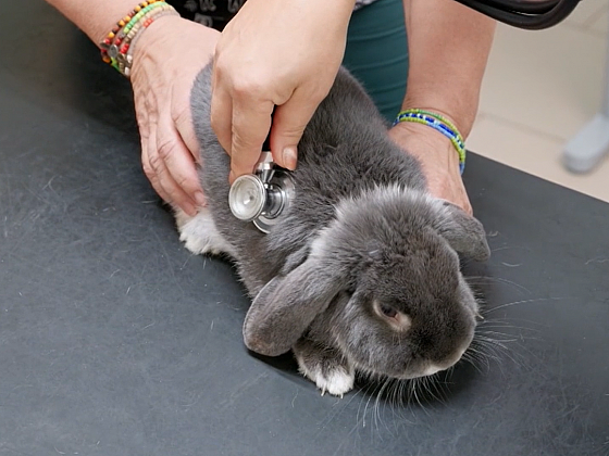 Odborné odpovědi na dotazy majitelů psů, koček a králíků